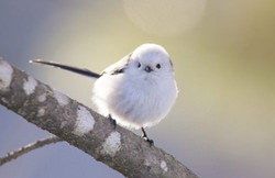 木に止まっているシマエナガの写真